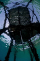 Underneath the jetty in Nuweiba in the Red Sea. 